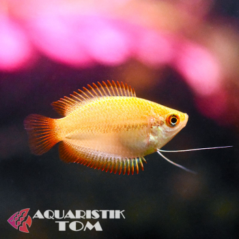 Goldener Honiggurami / Honigfadenfisch, Trichogaster chuna